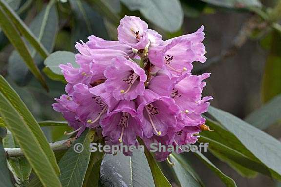 rhododendron moulmainense 1 graphic